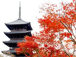 To-ji Temple Surrounding Areas