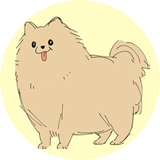 Pomeranian Takahashi