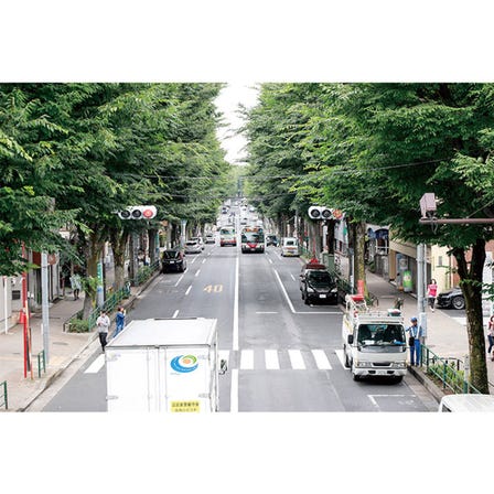 Unique Destination: “The Japanese Zelkova Trees of Nakasugi-Dori Road” in Asagaya