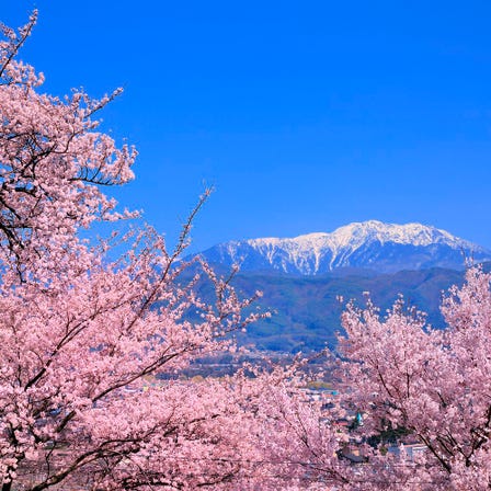 การท่องเที่ยวช่วงฤดูใบไม้ผลิ