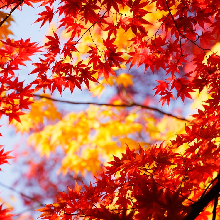 Bersiar Siar Musim Luruh Tokyo Dan Kawasan Persekitarannya Live Japan Jepun Travel Dan Pelancongan Dan Panduan Pengalaman