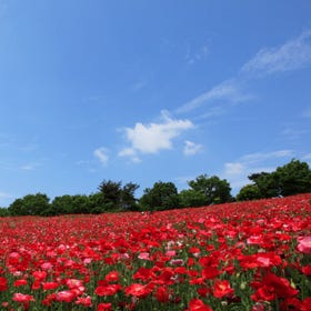 國營昭和紀念公園