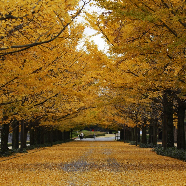 國營昭和紀念公園 高尾山 公園 Live Japan 日本旅遊 文化體驗導覽