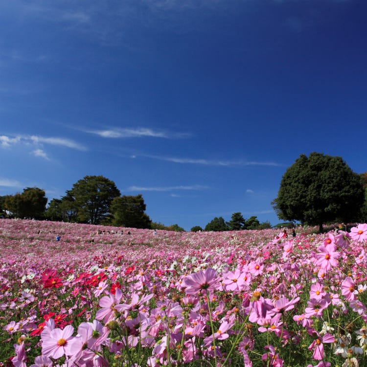 國營昭和紀念公園 高尾山 公園 Live Japan 日本旅遊 文化體驗導覽 國營昭和紀念公園 高尾山 公園 Live Japan 日本旅遊 文化體驗導覽