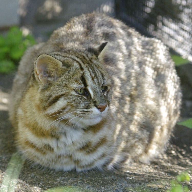 東京都井の頭自然文化園 (吉祥寺|公園) - LIVE JAPAN (日本の旅行