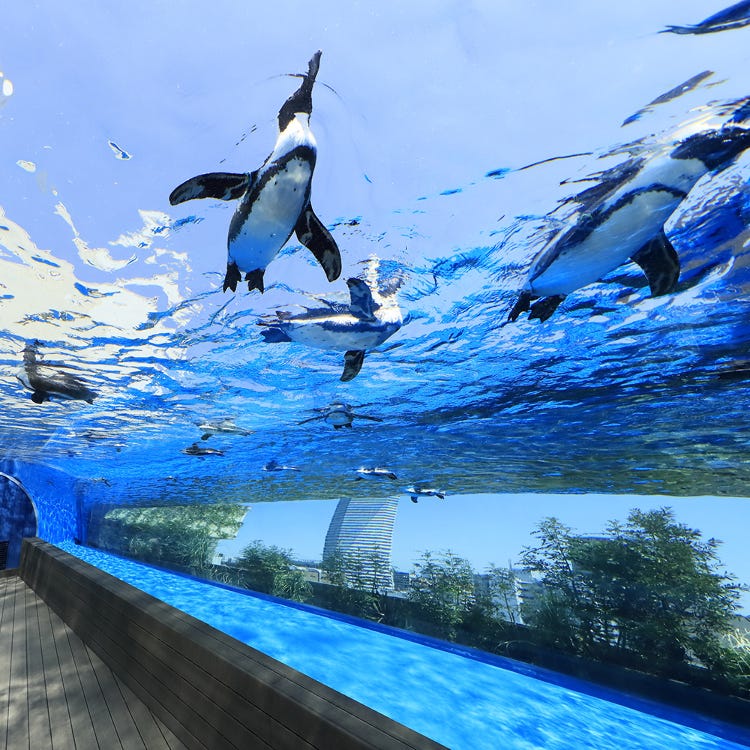 阳光水族馆 池袋 动物园 植物园 水族馆 Live Japan 日本的旅行 旅游 体验向导