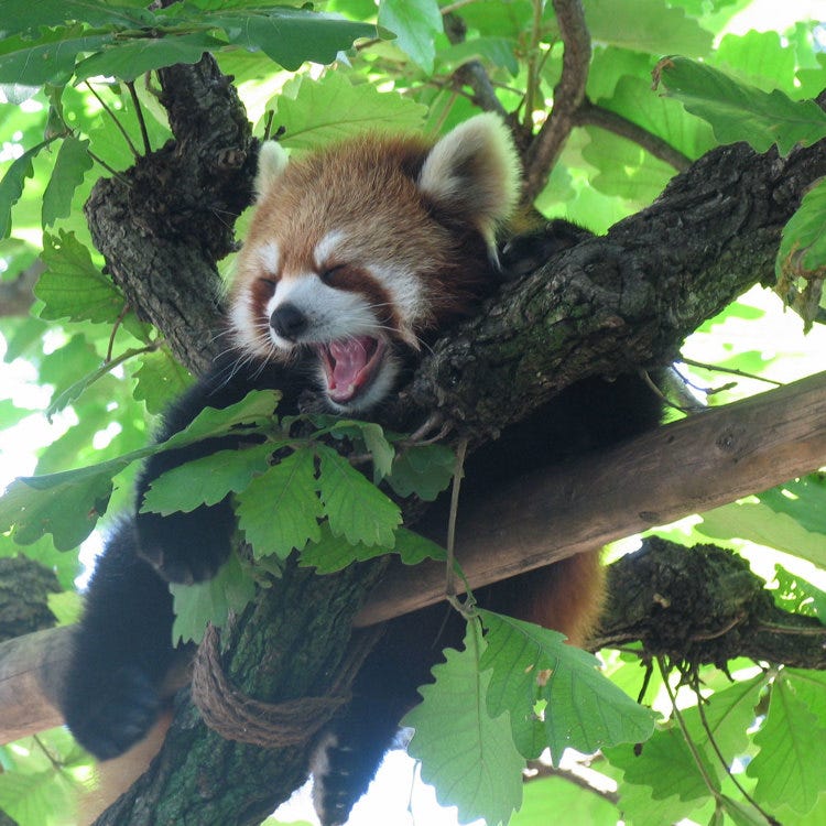 野毛山動物園 港未來 中華街 動物園 植物園 水族館 Live Japan 日本旅遊 文化體驗導覽