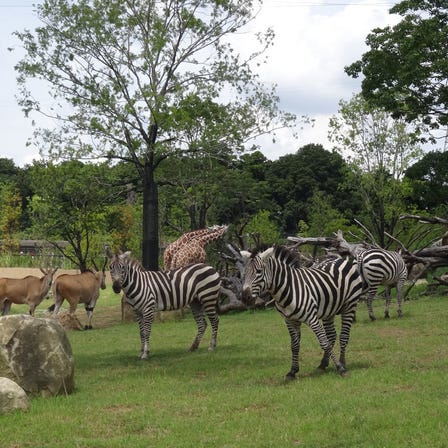 橫濱動物園Zoorasia