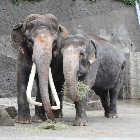 金沢動物園