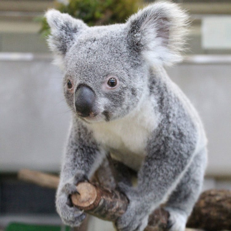 金沢動物園 横浜 動植物園 水族館 Live Japan 日本の旅行 観光 体験ガイド
