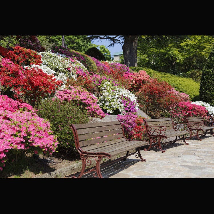 箱根強羅公園 箱根 小田原 公園 Live Japan 日本旅遊 文化體驗導覽