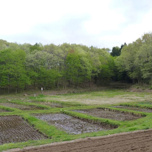 Saitama Midori no Mori Hakubutsukan