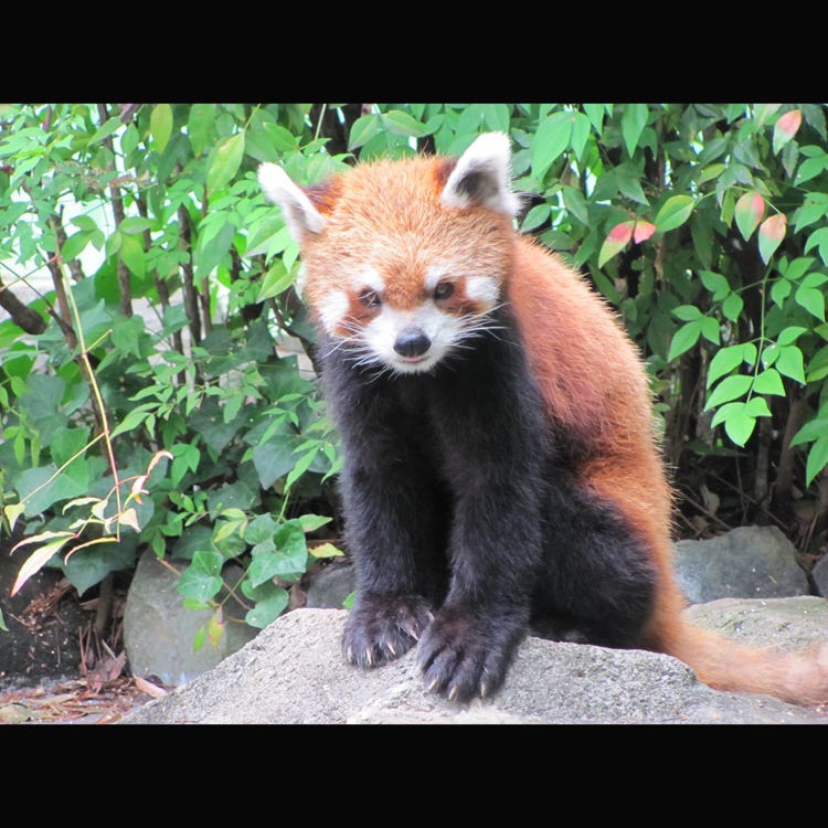 江戶川區自然動物園 人形町 門前仲町 葛西 動物園 植物園 水族館 Live Japan 日本旅遊 文化體驗導覽