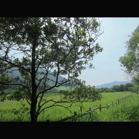 Sengokuhara Marsh Plant Colony