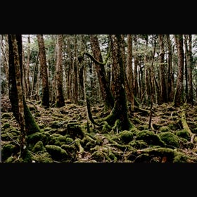 青木ヶ原樹海