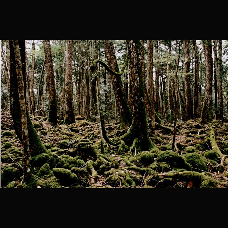 青木原樹海 富士山 森林 山岳 Live Japan 日本旅遊 文化體驗導覽