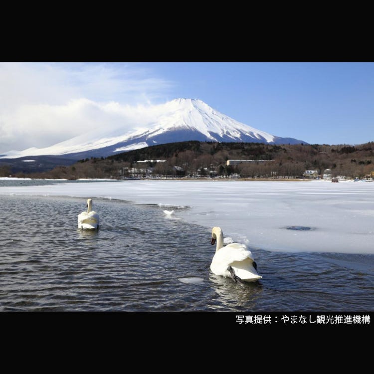 山中湖 富士山 溪谷 溪流 河流 湖泊 Live Japan 日本的旅行 旅游 体验向导