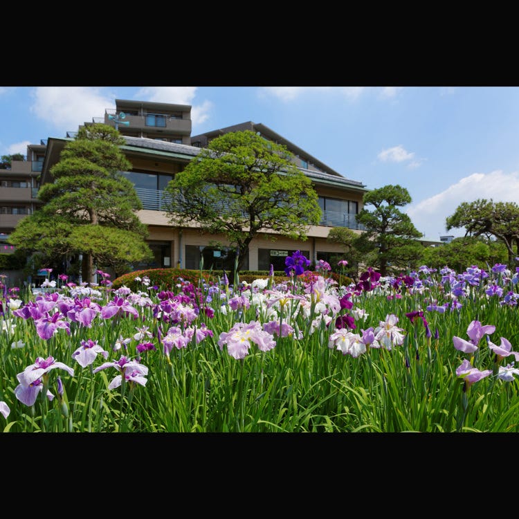 堀切菖蒲园 柴又 北千住 龟有 公园 Live Japan 日本的旅行 旅游 体验向导