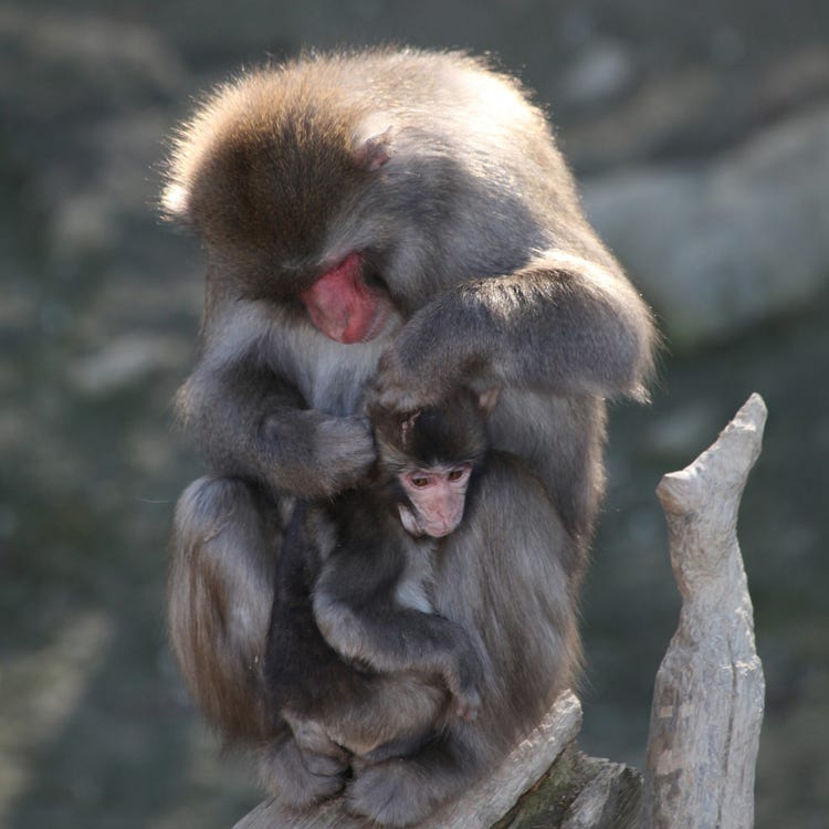 宝登山小動物公園 埼玉近郊 動植物園 水族館 Live Japan 日本の旅行 観光 体験ガイド 宝登山小動物公園 埼玉近郊 動植物園 水族館 Live Japan 日本の旅行 観光 体験ガイド