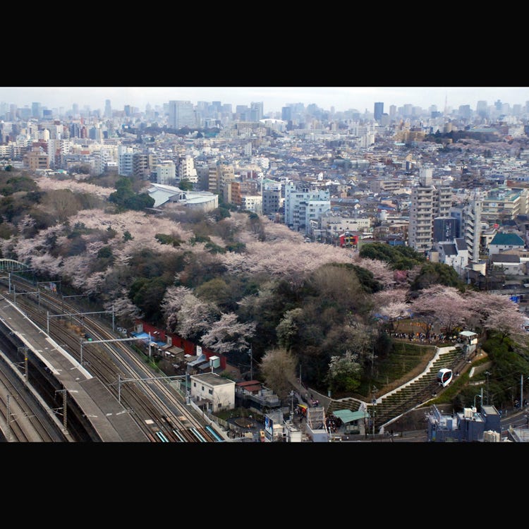 飛鳥山公園 板橋 練馬 公園 Live Japan 日本の旅行 観光 体験ガイド