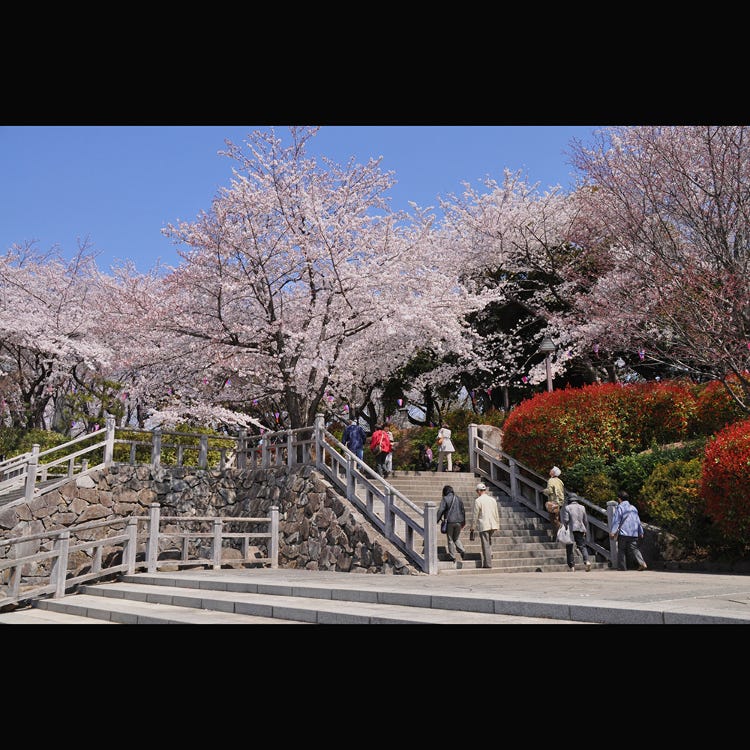 飞鸟山公园 板桥 练马 公园 Live Japan 日本的旅行 旅游 体验向导 飞鸟山公园 板桥 练马 公园 Live Japan 日本的旅行 旅游 体验向导