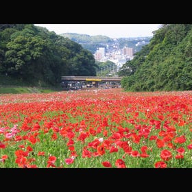 요코스카 구리하마 꽃의 나라
