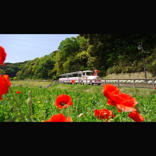 横須賀 くりはま花の国