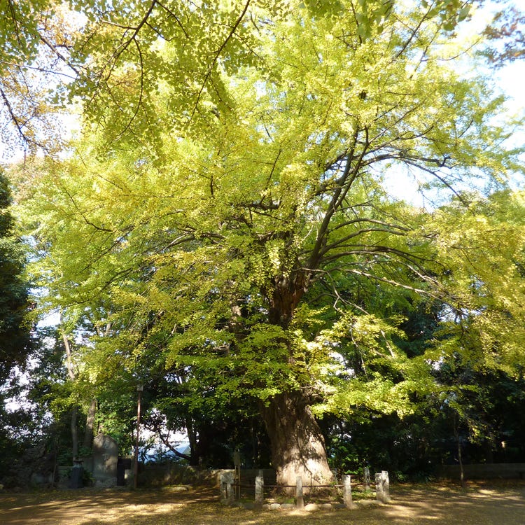 赤坂冰川神社 六本木 神社 Live Japan 日本的旅行 旅游 体验向导
