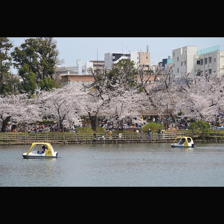 洗足池 羽田 渓谷 渓流 川 湖 Live Japan 日本の旅行 観光 体験ガイド
