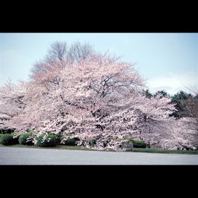 Shinjuku Gyoen National Garden