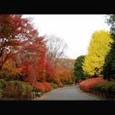 北の丸公園