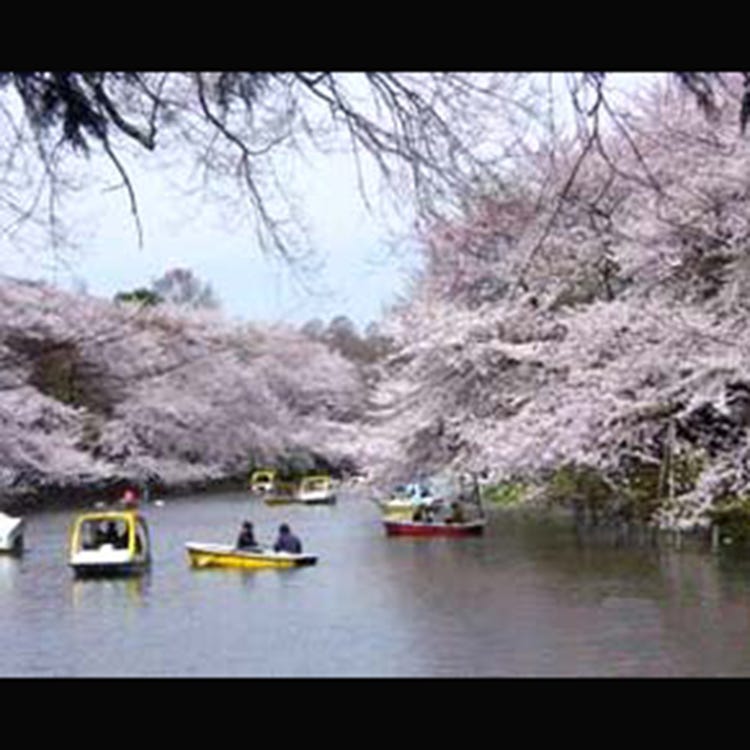 井之头恩赐公园 吉祥寺 公园 Live Japan 日本的旅行 旅游 体验向导