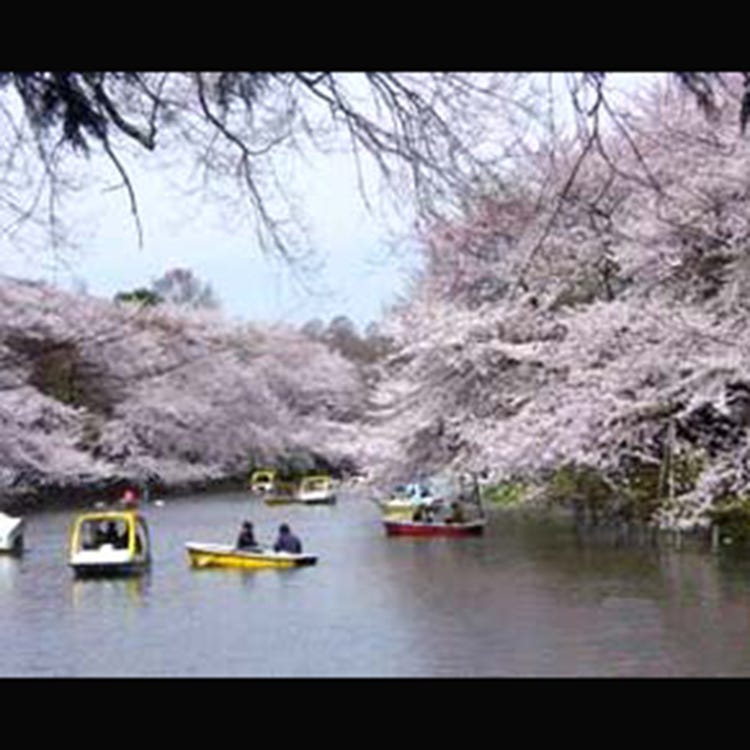 Mitaka Mori Ghibli Museum & Inokashira Park Walking Tour - Klook