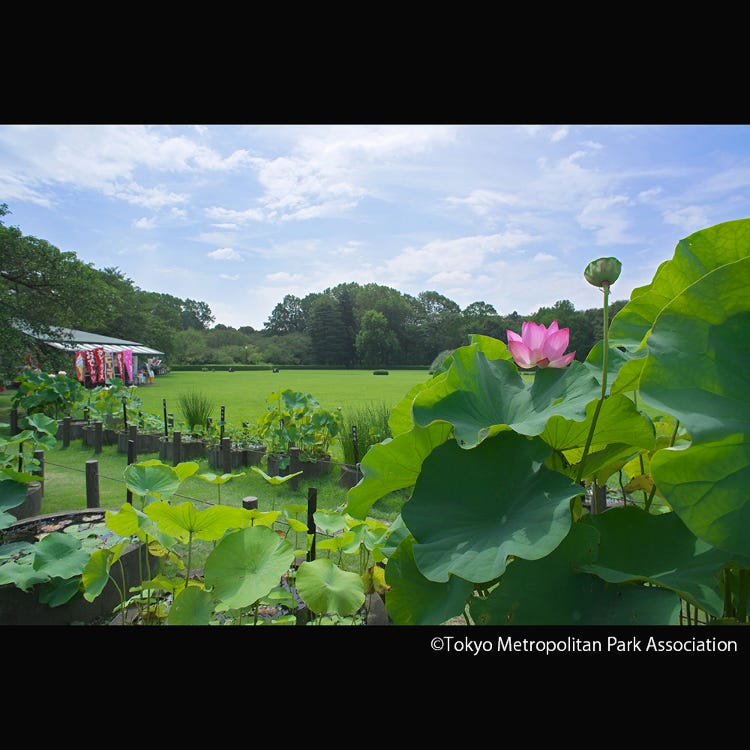 神代植物公園 東京郊外 公園 Live Japan 日本旅遊 文化體驗導覽