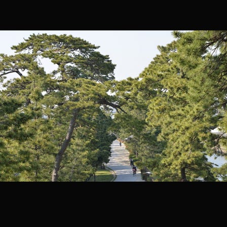 國家指定名勝「奧之細道的風景地 草加松原」（Big　Bonsai　Road)