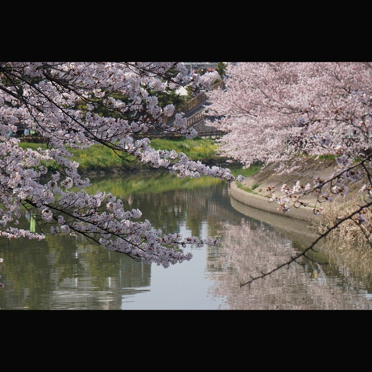 國家指定名勝 奧之細道的風景地草加松原 Big Bonsai Road 埼玉近郊 自然景觀 Live Japan 日本旅遊 文化體驗導覽 國家指定名勝 奧之細道的風景地草加松原 Big Bonsai Road 埼玉近郊 自然景觀 Live Japan 日本旅遊 文化體驗導覽