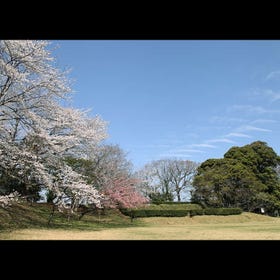 Sakura Castle Park
