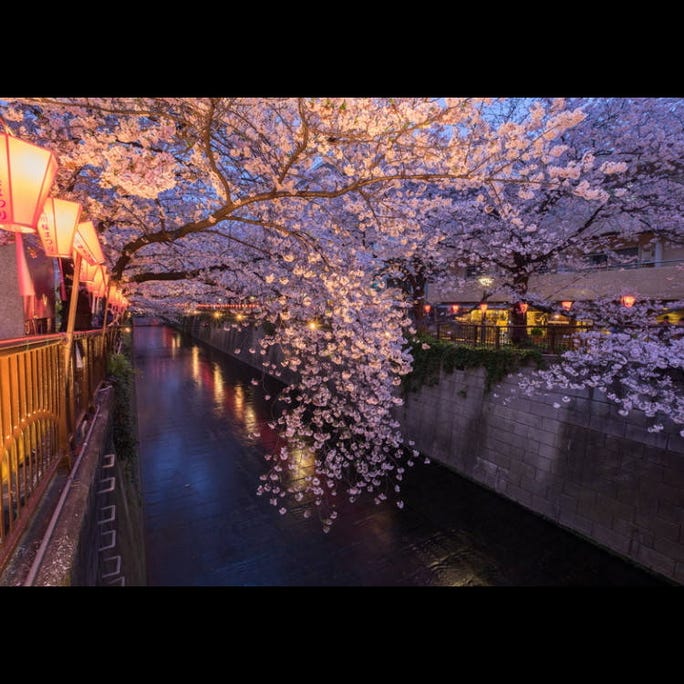Cherry Blossoms In Tokyo 10 Best Spots For Sakura In 2020 Live Japan Travel Guide