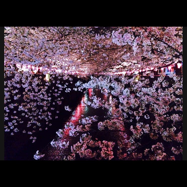 目黒川 恵比寿 中目黒 渓谷 渓流 川 湖 Live Japan 日本の旅行 観光 体験ガイド 目黒川 恵比寿 中目黒 渓谷 渓流 川 湖 Live Japan 日本の旅行 観光 体験ガイド