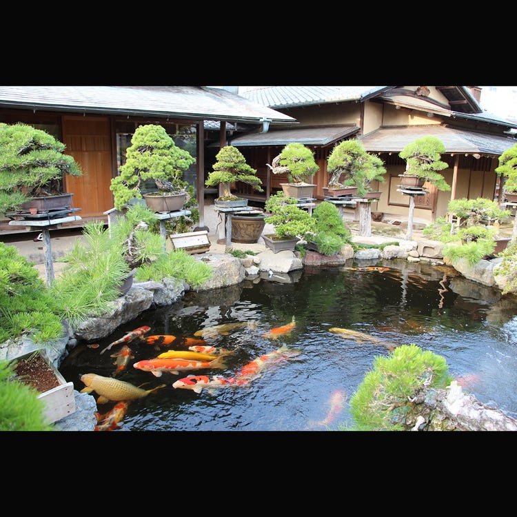 春花園bonsai美術館 両国 東京スカイツリー R 美術館 Live Japan 日本の旅行 観光 体験ガイド