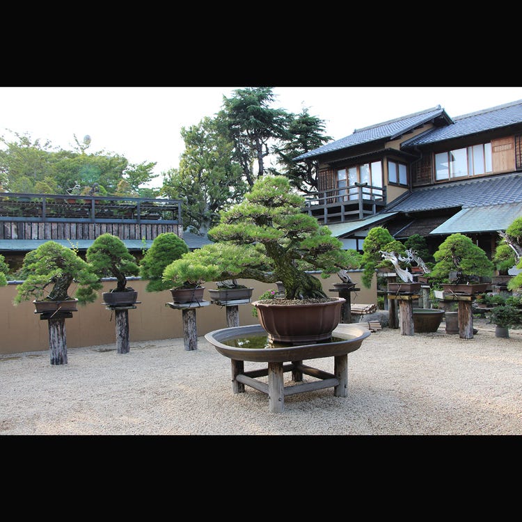 Shunkaen Bonsai Museum 兩國 東京晴空塔 美術館 Live Japan 日本旅遊 文化體驗導覽 Shunkaen Bonsai Museum 兩國 東京晴空塔 美術館 Live Japan 日本旅遊 文化體驗導覽