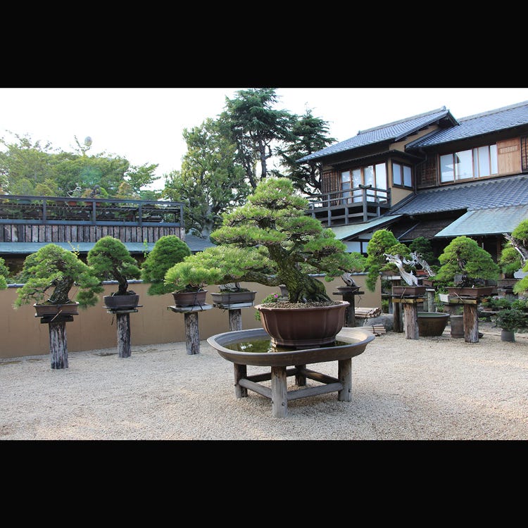 Shunkaen Bonsai Museum (Ryogoku / TOKYO SKYTREE(R)|Art Museums) - LIVE JAPAN