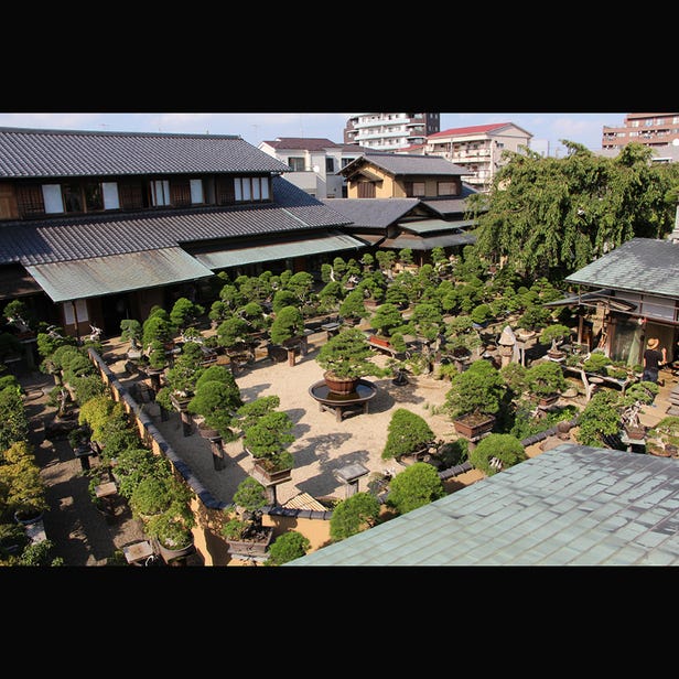 Shunkaen Bonsai Museum