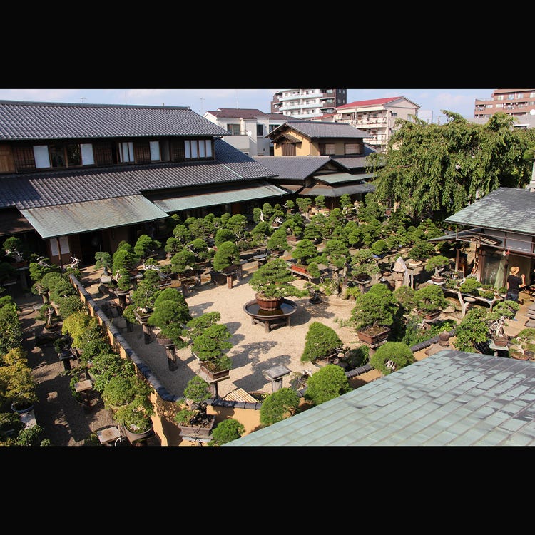 Shunkaen Bonsai Museum 兩國 東京晴空塔 美術館 Live Japan 日本旅遊 文化體驗導覽