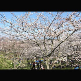 Tsukayama Park