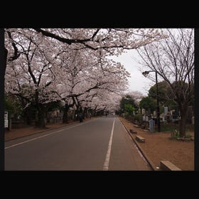 Yanaka Cemetery