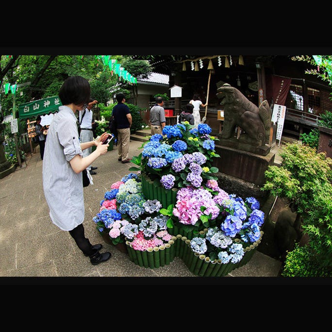 6月盛开的 紫阳花 和 花菖蒲 的观赏地点 Live Japan 日本的旅行 旅游 体验向导 6月盛开的 紫阳花 和 花菖蒲 的观赏地点 Live Japan 日本的旅行 旅游 体验向导