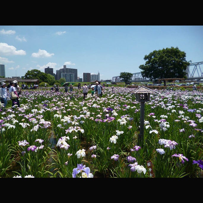 Tokyo Flower Guide Top 5 Spots To Enjoy Japanese Flowers In June 21 Live Japan Travel Guide