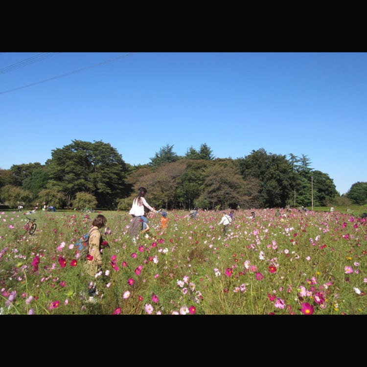 Koganei Park 東京郊外 公園 Live Japan 日本旅遊 文化體驗導覽