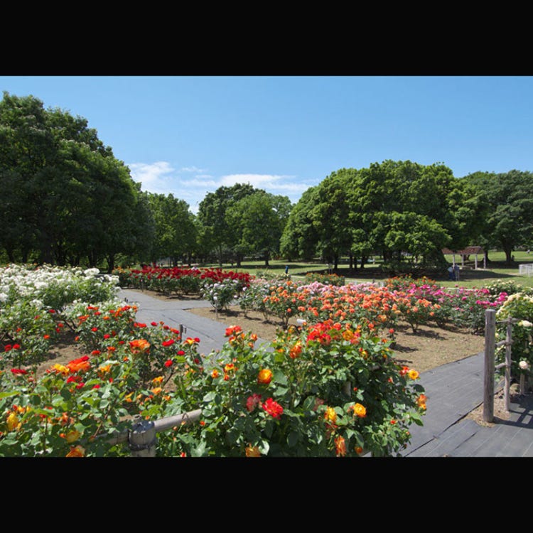 Best Autumn Flowers Near Tokyo (2025): 7 Must-Visit Spots